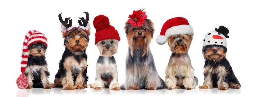 クリスマスのコスチュームを着た犬たち