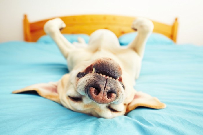 ベッドの上で仰向けになる笑顔の犬