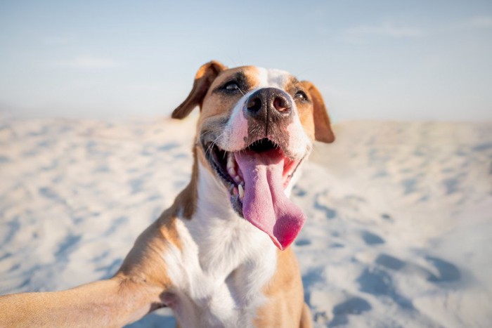笑顔の犬、砂浜