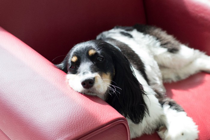 赤いソファの上で横になる犬