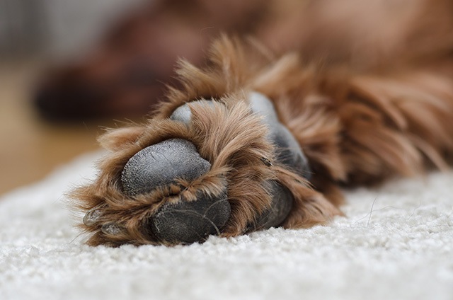 犬の足とカーペット
