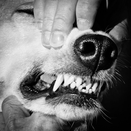 犬の歯
