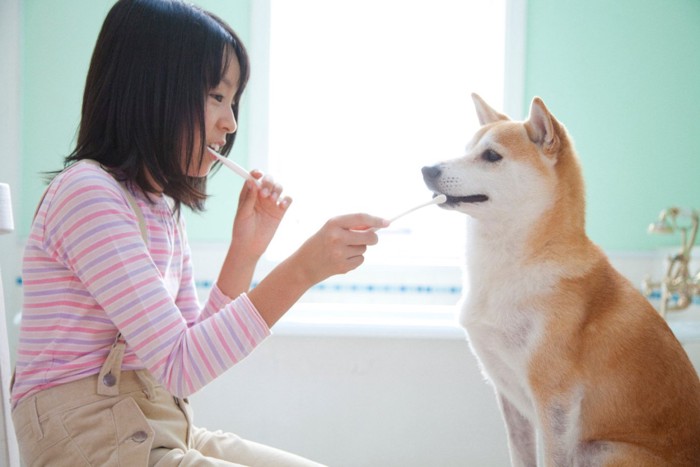 歯磨きをする女の子と柴犬