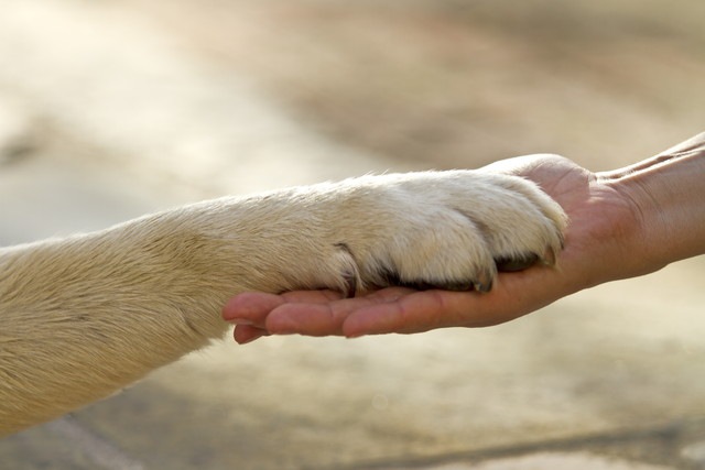 繋ぐ犬の手と人間の手