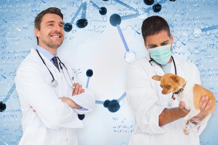 獣医師とチワワのバイオ医学のイメージ画像