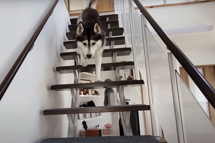 階段を降りる犬
