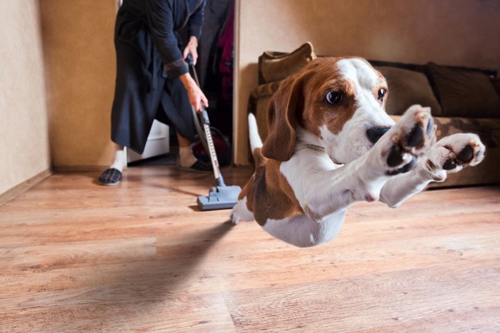 掃除機から飛び逃げる犬