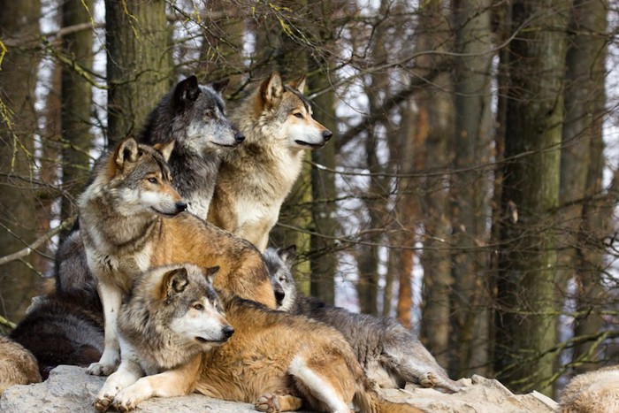 群れで生活しているオオカミ