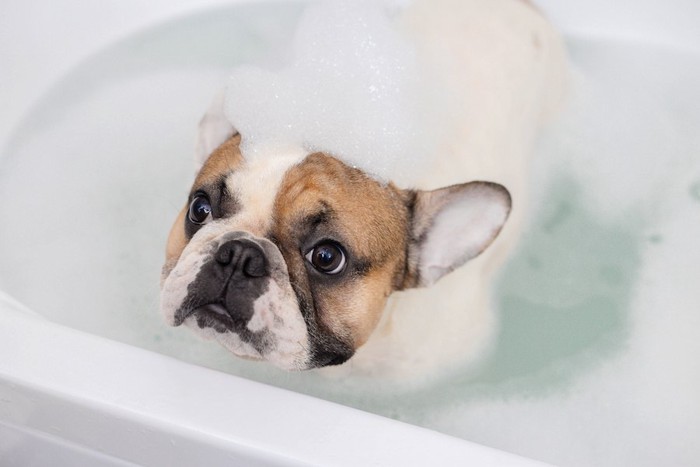 泡の浮いた湯船に浸かっている犬