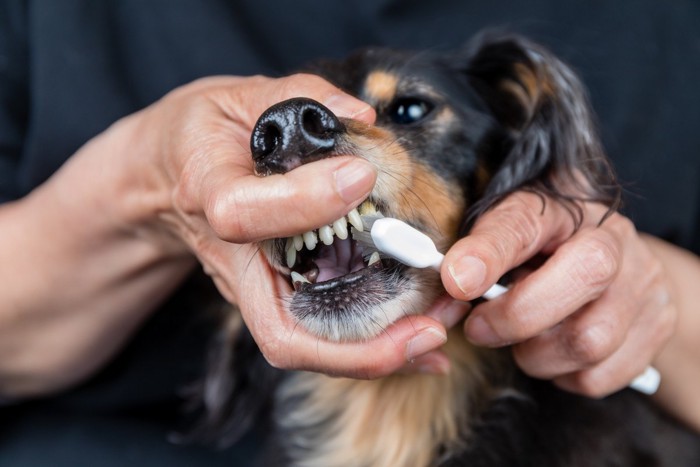 犬の歯磨き