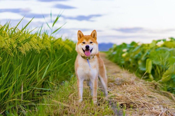 稲の横に立つ笑顔の柴犬