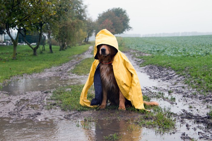 水たまりの近くでレインコートを着ている犬