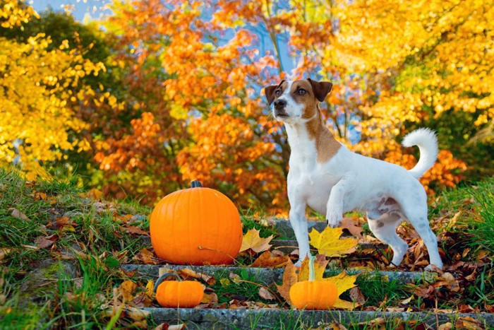かぼちゃと犬と紅葉