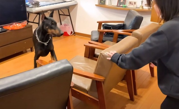 椅子ごしに対面する犬と少女
