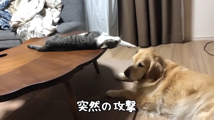 犬をパンチする猫