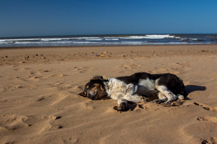 モロッコのビーチで寝ている犬