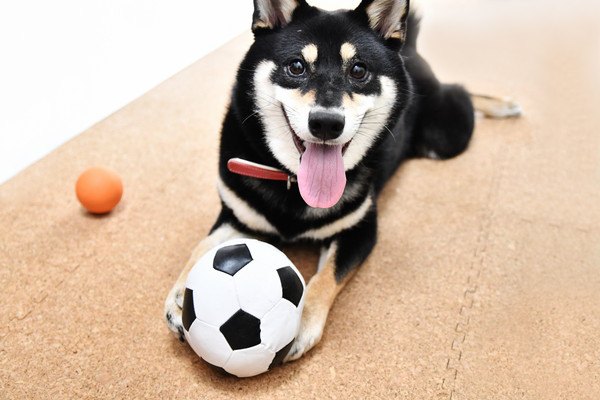 ボール遊びをする黒い柴犬