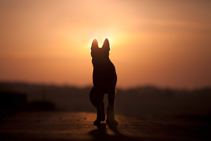 夕焼けを背景にたたずむ犬