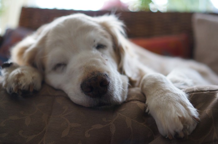 ソファーで寝る老犬
