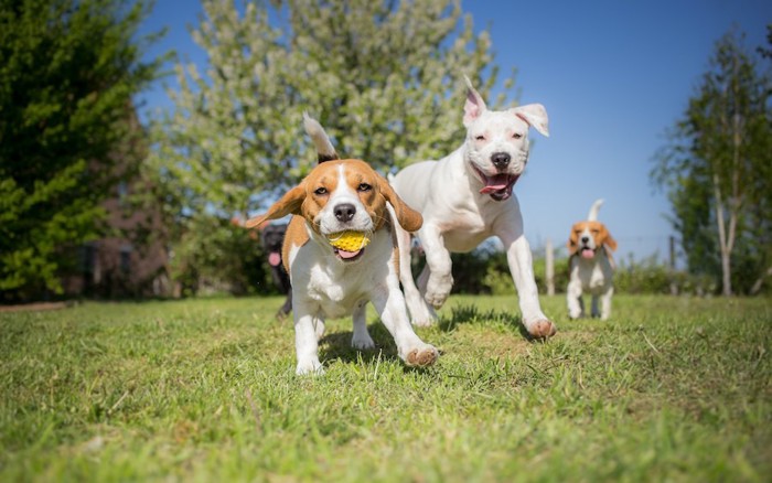 芝生で遊んでいる三匹の犬
