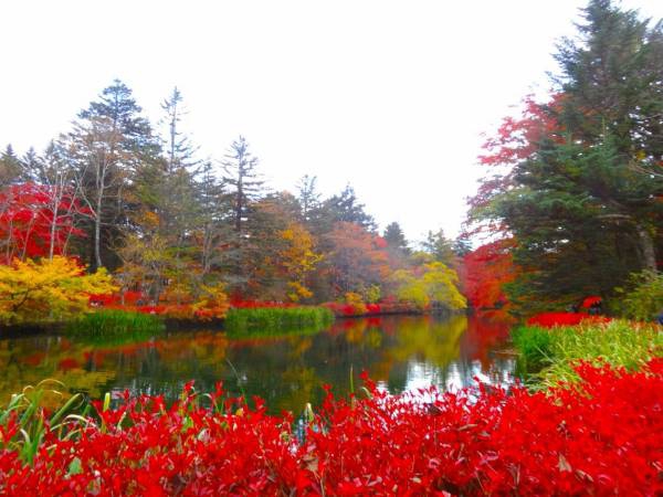 紅葉の雲場池