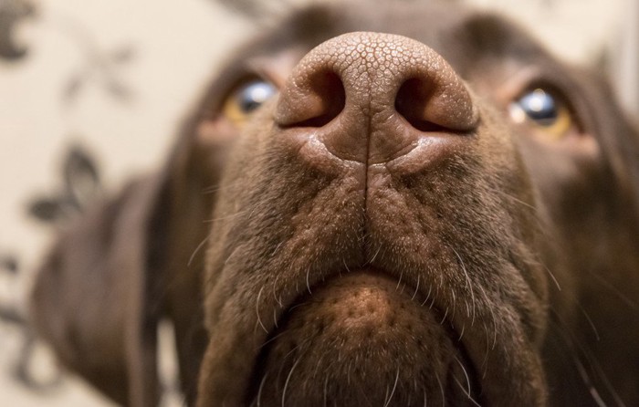 茶色い犬の鼻