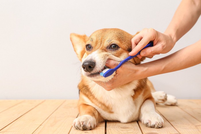 歯磨きされる犬