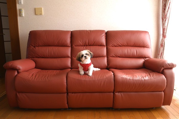 大きなソファーの上に座る小型犬