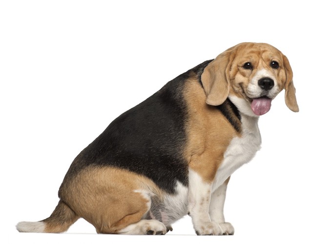 肥満ぎみの犬