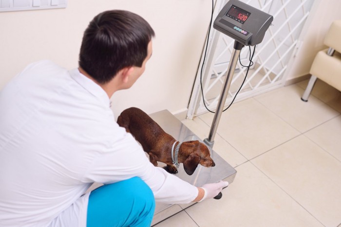 体重計測中の犬と獣医師