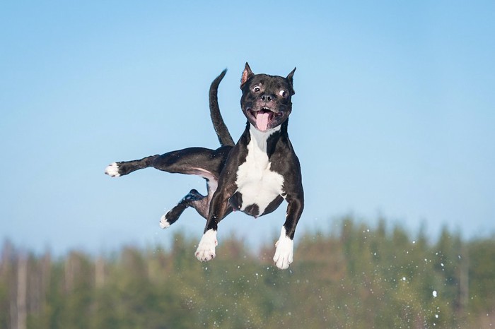 大きくジャンプしている犬