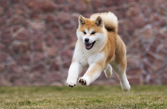 芝生を走る秋田犬