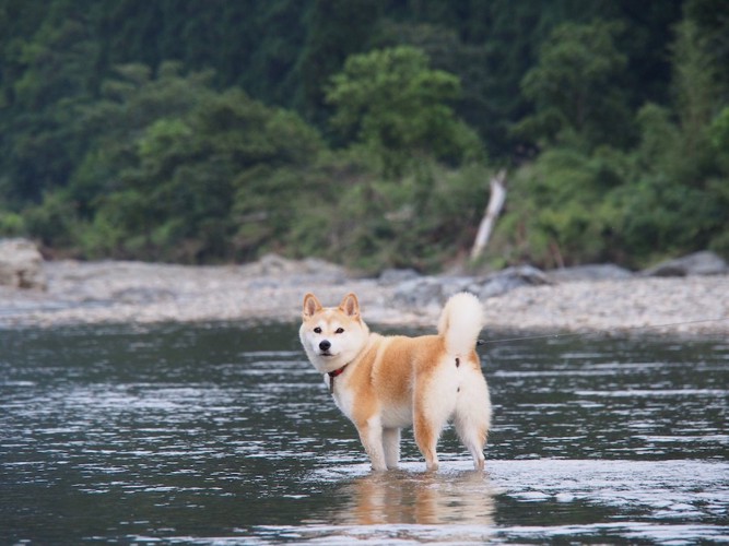 川で遊んでいる柴犬