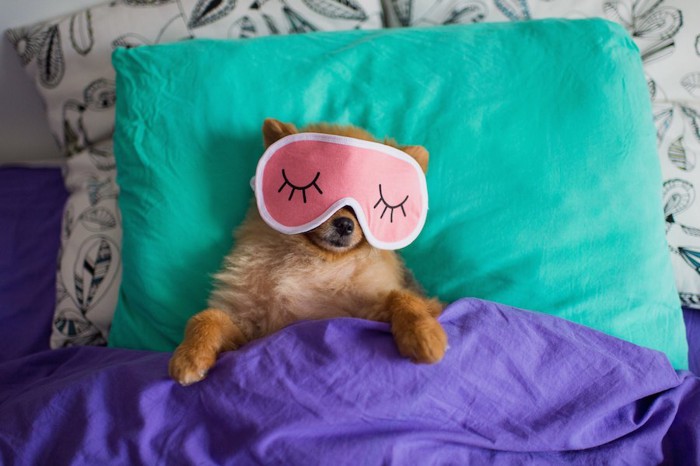 アイマスクをしてベッドで寝ている犬