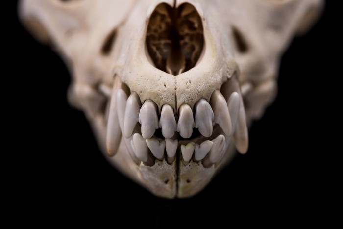 歯がメインの骨格標本