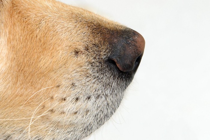 横から見る犬の鼻