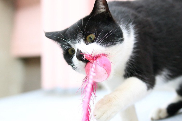 ピンクのおもちゃをくわえている猫