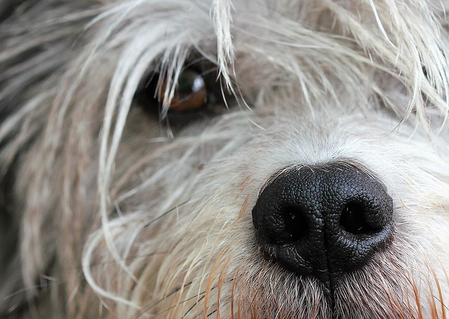 鼻を中心にしたテリア系の犬のアップ