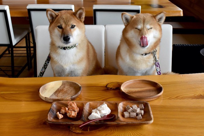 食卓に座ってご飯を待っている二匹の柴犬