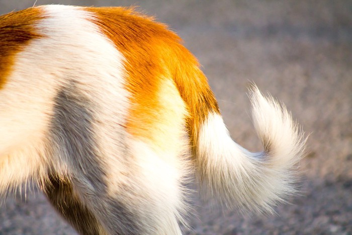 犬の尻尾