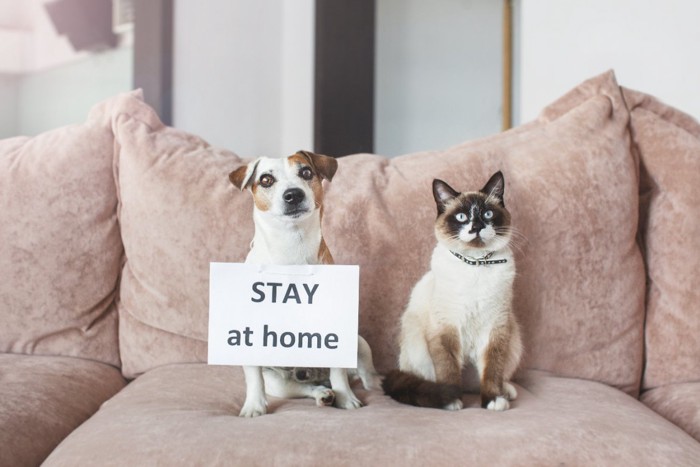 ステイホームのカードとソファーの上の犬と猫