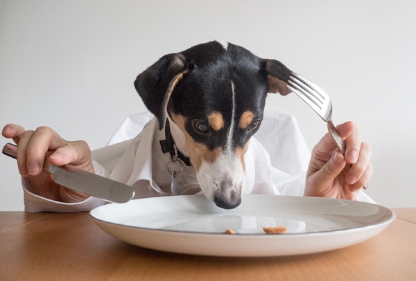 食べる犬の写真