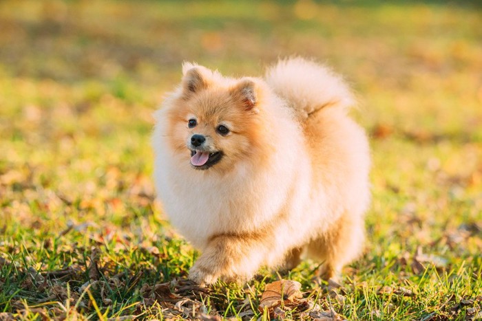 芝生の上を歩くポメラニアンの子犬