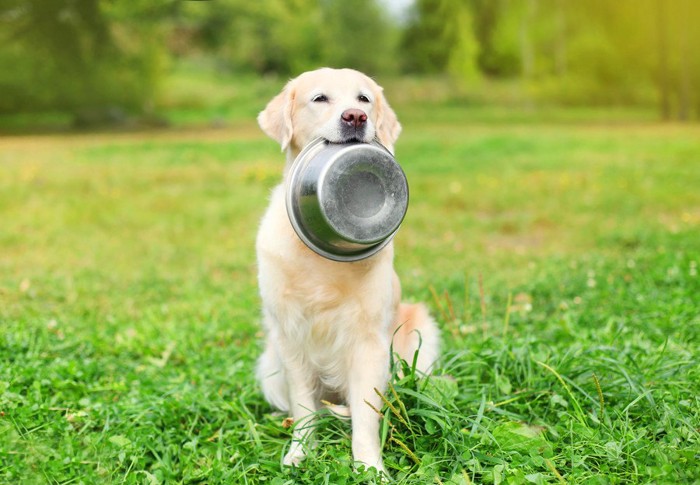 餌のお皿をくわえる犬