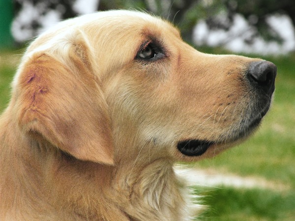 災害救助犬のゴールデンレトリバー