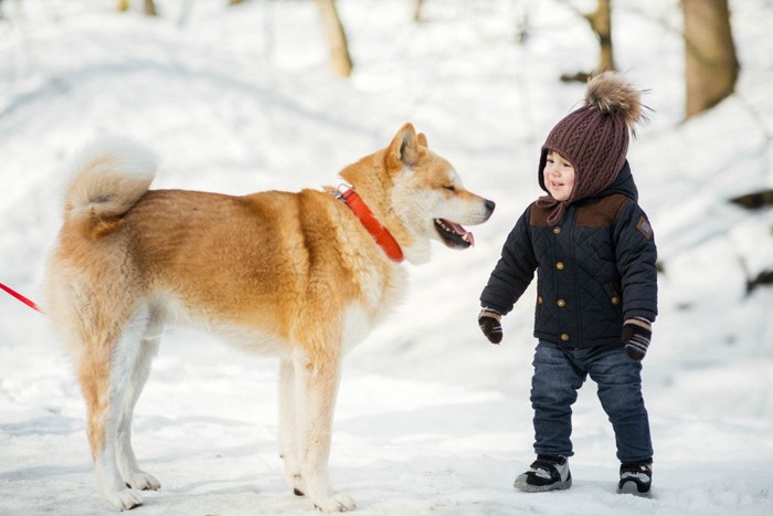 雪の中、秋田犬と子供