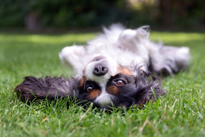 芝生に寝転ぶ犬の顔のアップ