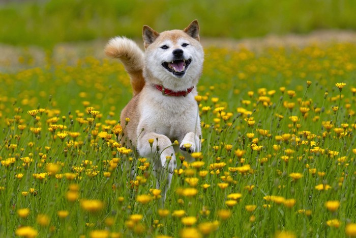 笑顔で花畑を走る柴犬