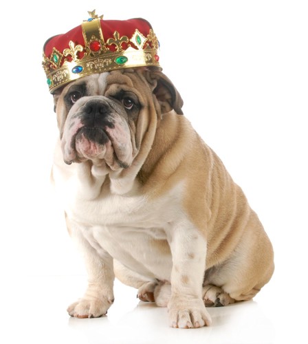 犬の王様