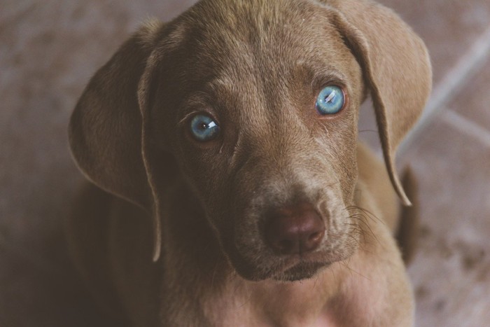 目が光ってしまった茶色い子犬の写真